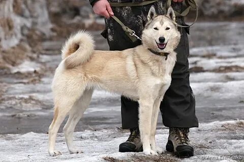 Выставка собак лайки