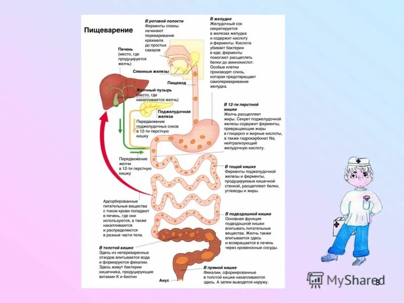 Порядок прохождения пищи через пищеварительную систему. Последовательность органов пищеварительной системы. Факторы обеспечивающие процесс пищеварения. Порядок прохождения пищи через пищеварительную систему. Органы пищеварения 8 класс биология.