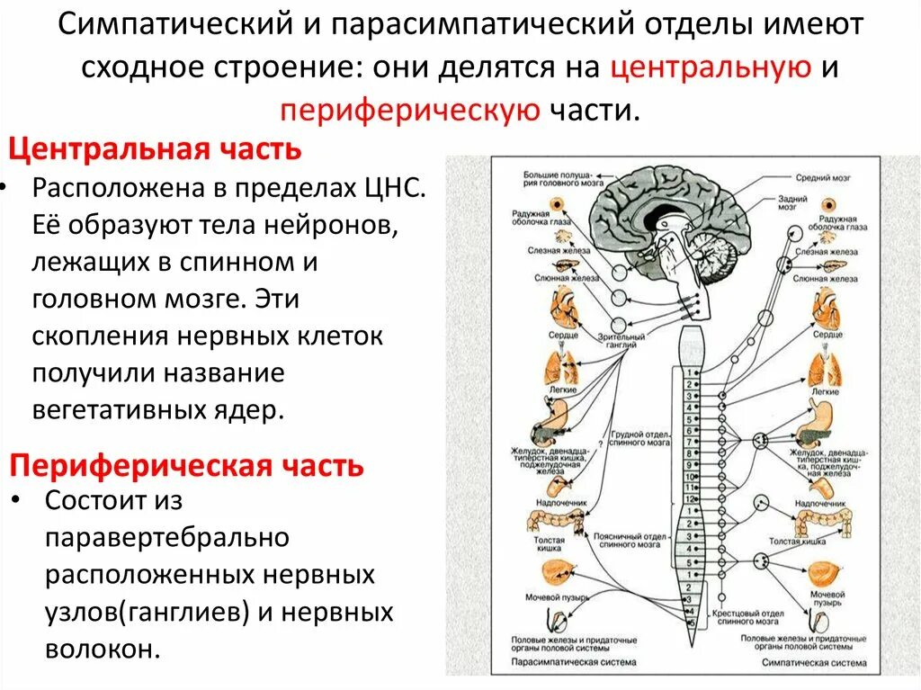 Строение и функции симпатического отдела. Отделы вегетативной нервной системы строение и функции. Центральный и периферический отделы симпатической системы. Центры парасимпатического отдела вегетативной нервной системы. Вегетативная парасимпатическая нервная система строение и функции.