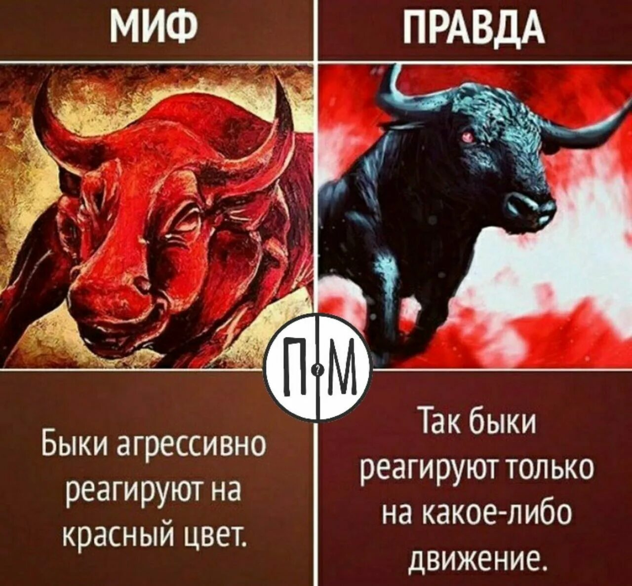 Цвет правды. Бык реагирует на красный цвет. Почему быки не любят красный цвет.
