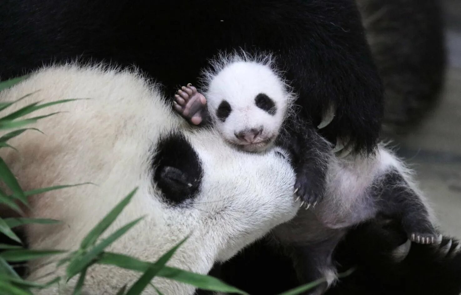Московская панда с детенышем. Панда с детёнышем. Панда 1 месяц. Детеныш гигантской панды. Потомство панды.