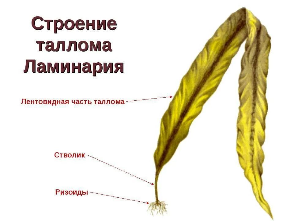 Ризоид бурых водорослей. Строение водоросли ламинарии. Строение таллома бурых водорослей. Строение слоевища бурых водорослей. Строение таллома ламинарии.