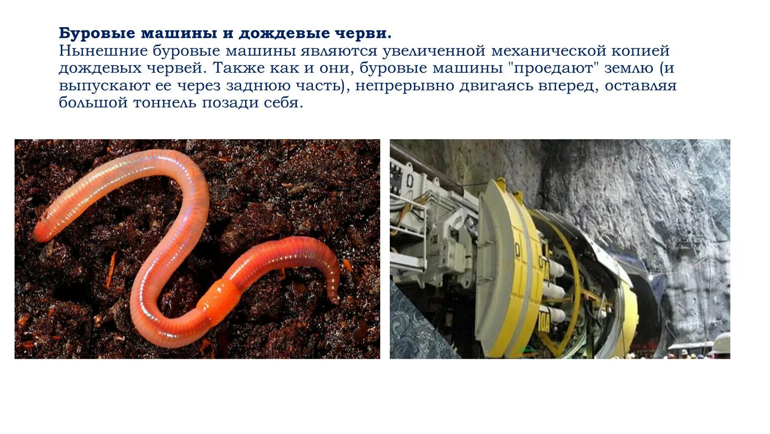 Дождевой червь предложение. Дождевой червь и буровая тоннелепроходческая машина. строение дождевого червя. черви буровая машина.