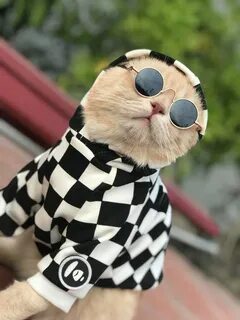 Котик мода