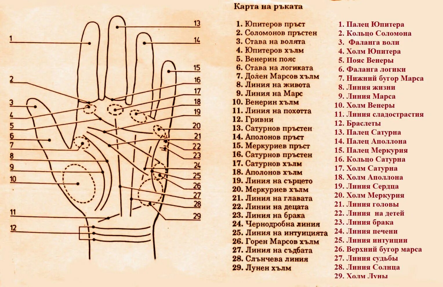 Левая рука м. Как называются линии на ладони. хиромантия по руке для начинающих линия. хиромантия бугор сатурна. рука хиромантия схема.