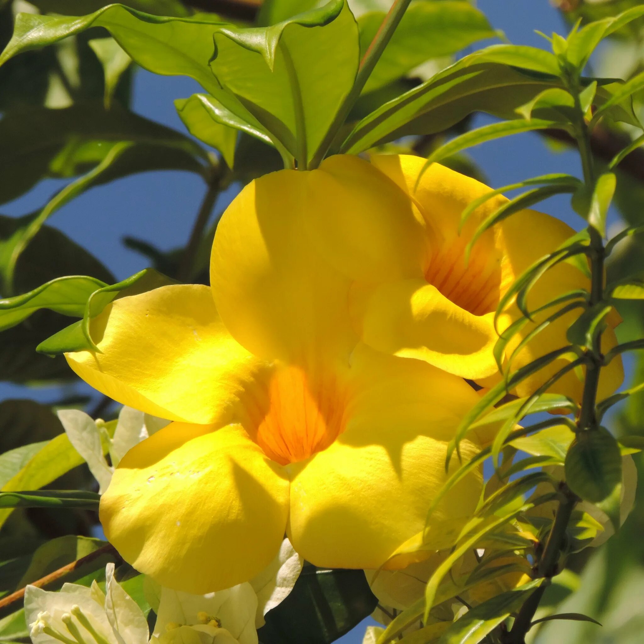 Тропические цветы. Желтый тропический цветок. Цветок ароматный желтый. Красивые цветы желтые тропические.