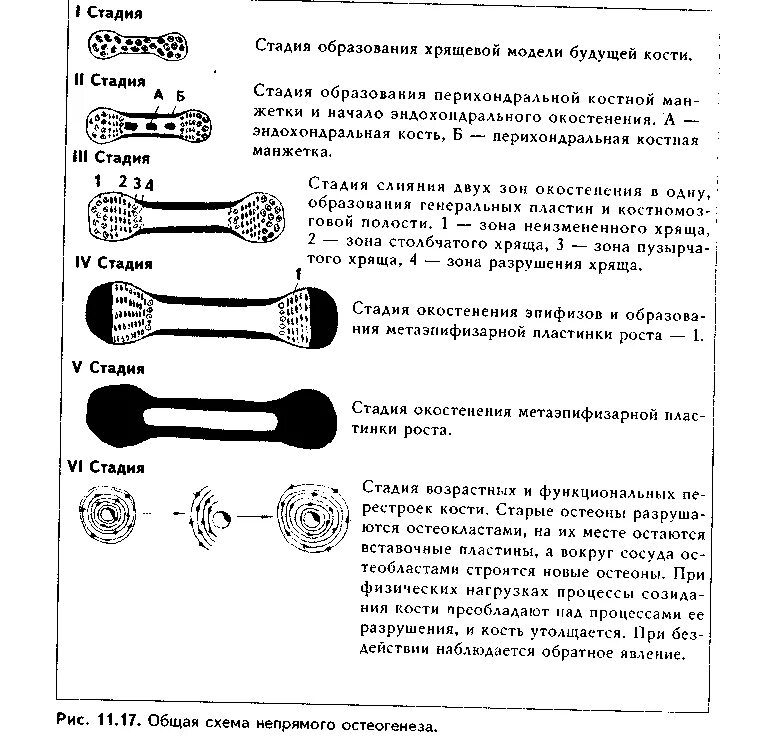 Прямой и непрямой остеогенез гистология. Схема основных этапов остеогенеза. этапы гистогенеза костной ткани. этапы прямого и непрямого остеогенеза. схема прямого и непрямого остеогенеза.
