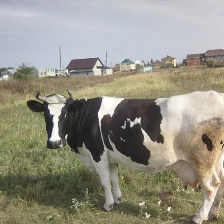Стельная корова. Корова стельная дойная. Волгоградская молочная корова. Продажа коров.