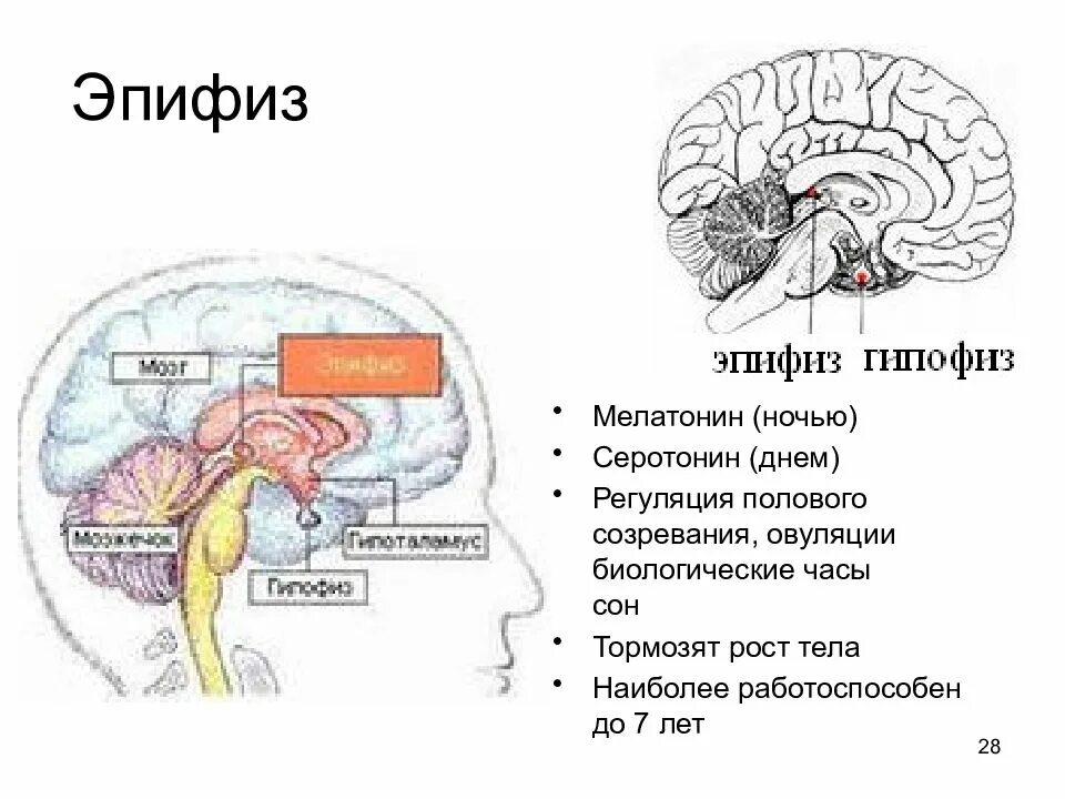 Шишковидная железа. Гипоталамус таламус гипофиз эпифиз. Гипофиз эпифиз шишковидная железа. Строение гипофиза и эпифиза. Строение мозга эпифиз.