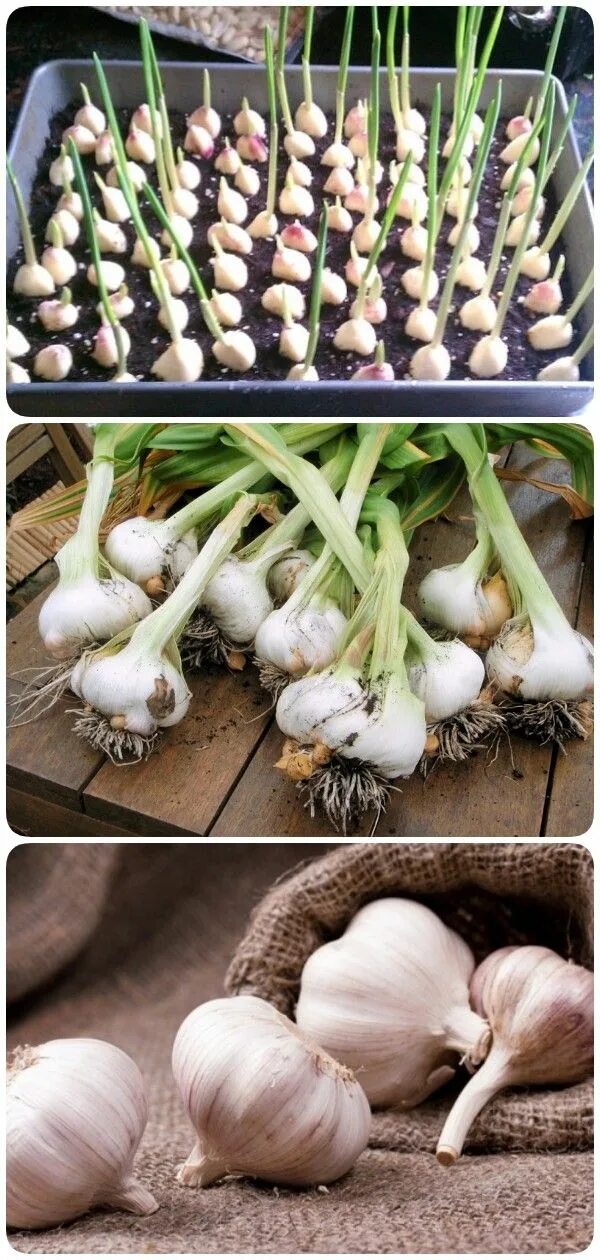 Чеснок в горшке. Чеснолук на подоконнике. Как вырастить чеснок дома. Как вырастить чеснок дома. Чеснок в горшке.
