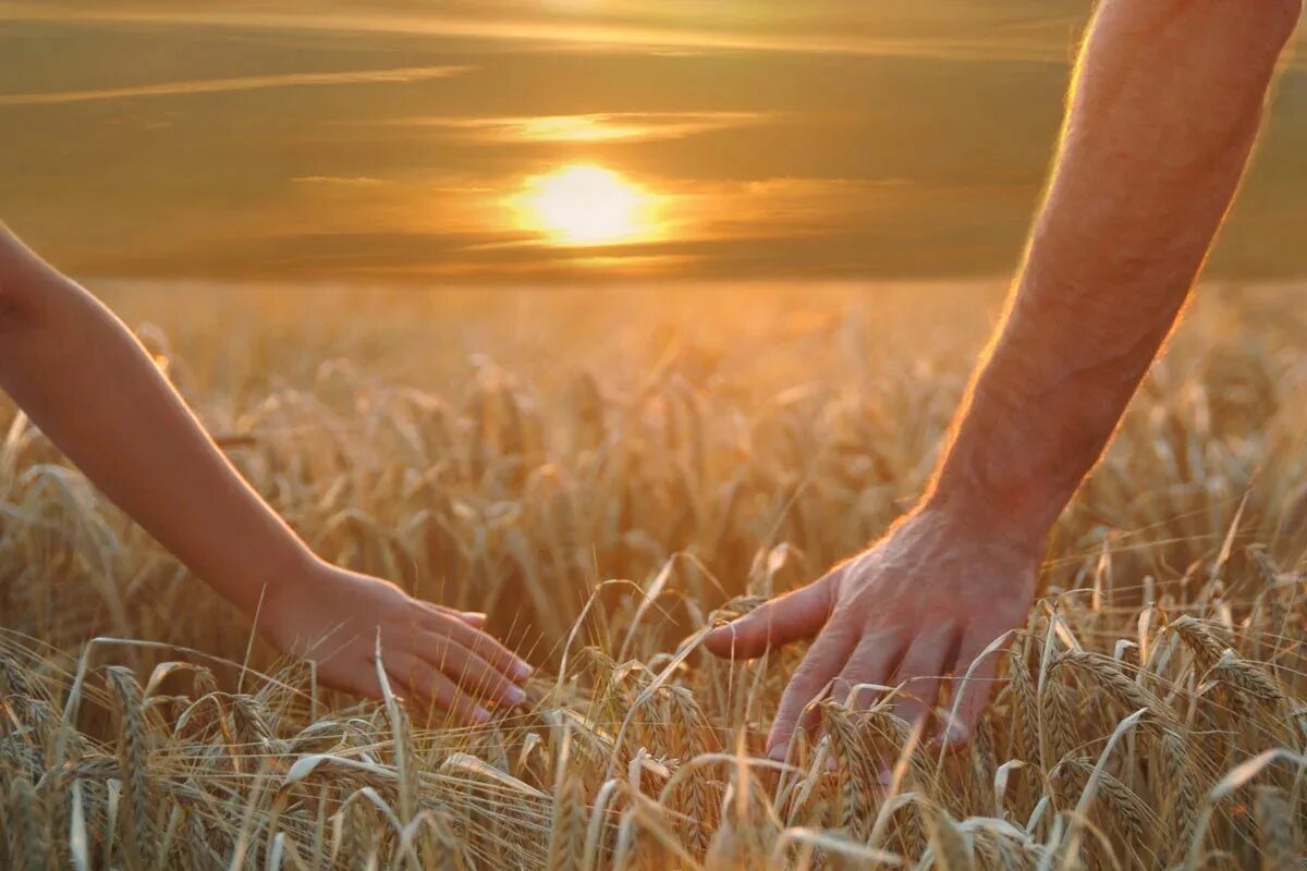 Хочу сказать миру. Берегите друг друга. Пшеничное поле человек. Берегите друг друга любите. Любите цените и берегите друг друга.