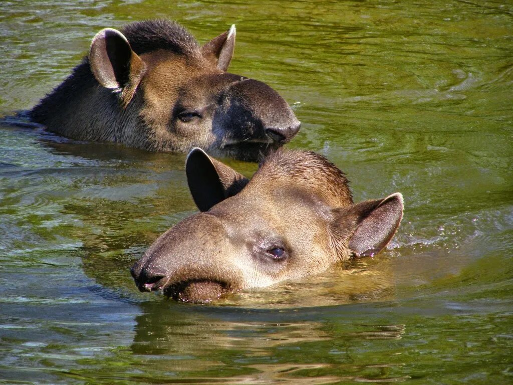 Гнездовик животное. Смешные мутации животных. Гнездовики в реальной жизни. Гнездовики в реальной жизни. Покемон чармандер в реальной жизни.