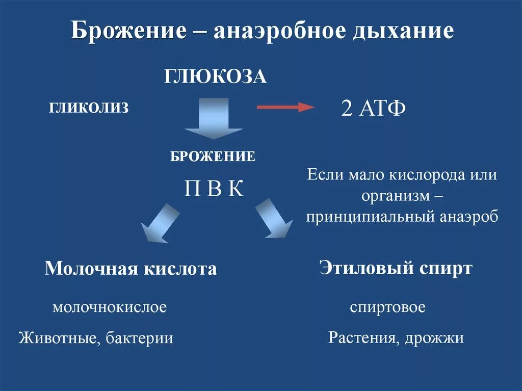 Анаэробное дыхание схема. Анаэробная фаза дыхания схема. Анаэробное дыхание 2) аэробное дыхание. Брожение анаэробное дыхание. Этапы анаэробных организмов