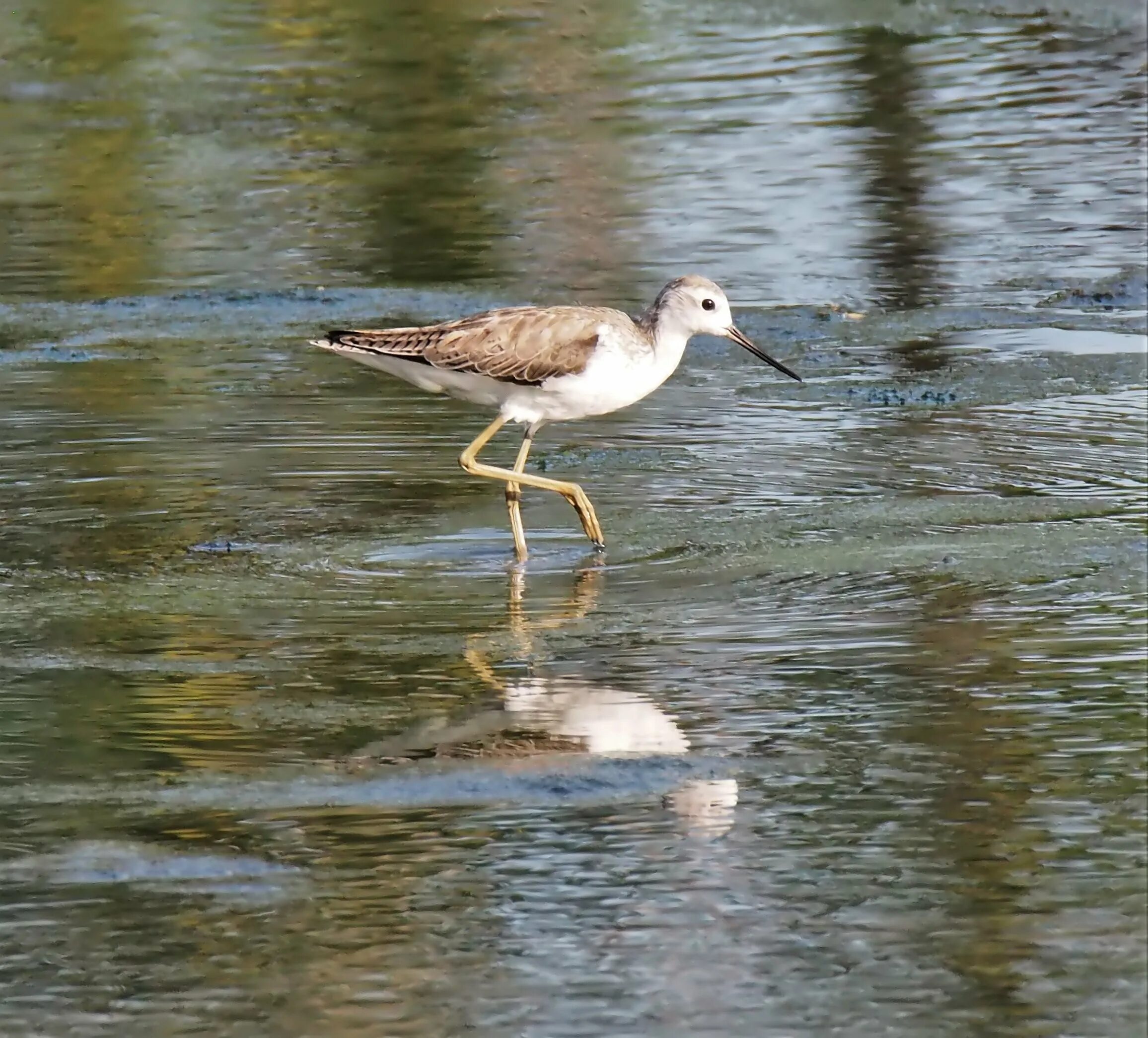 Кулик болотный крик. Limosa limosa. Черный кулик болотный. Бекас песочник птица. Красноножка травник.