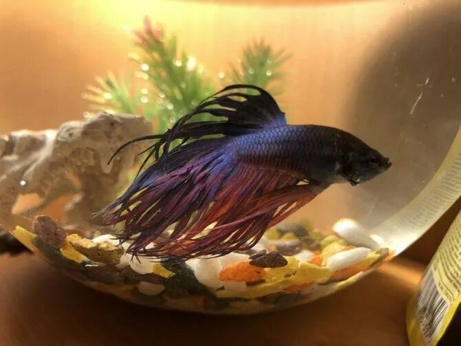 Самцы петушков. Рыбка петушок бетта спленденс. Рыбка бетта коронохвостый. Петушок рыба содержание для начинающих. Рыбка петушок бетта.