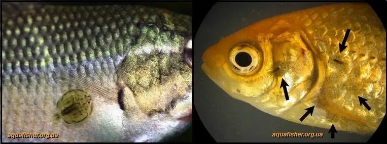 на рыбах паразитируют личинки. глохидии личинки беззубки. на рыбах паразитируют личинки. личинка глохидий. личинки нематод в аквариуме.