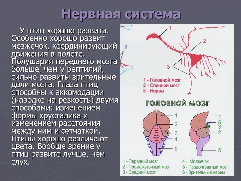 Класс птицы нервная. Нервная система птицы головной мозг. Тип нервной системы птиц. Нервная система птиц. Строение нервной системы птиц.