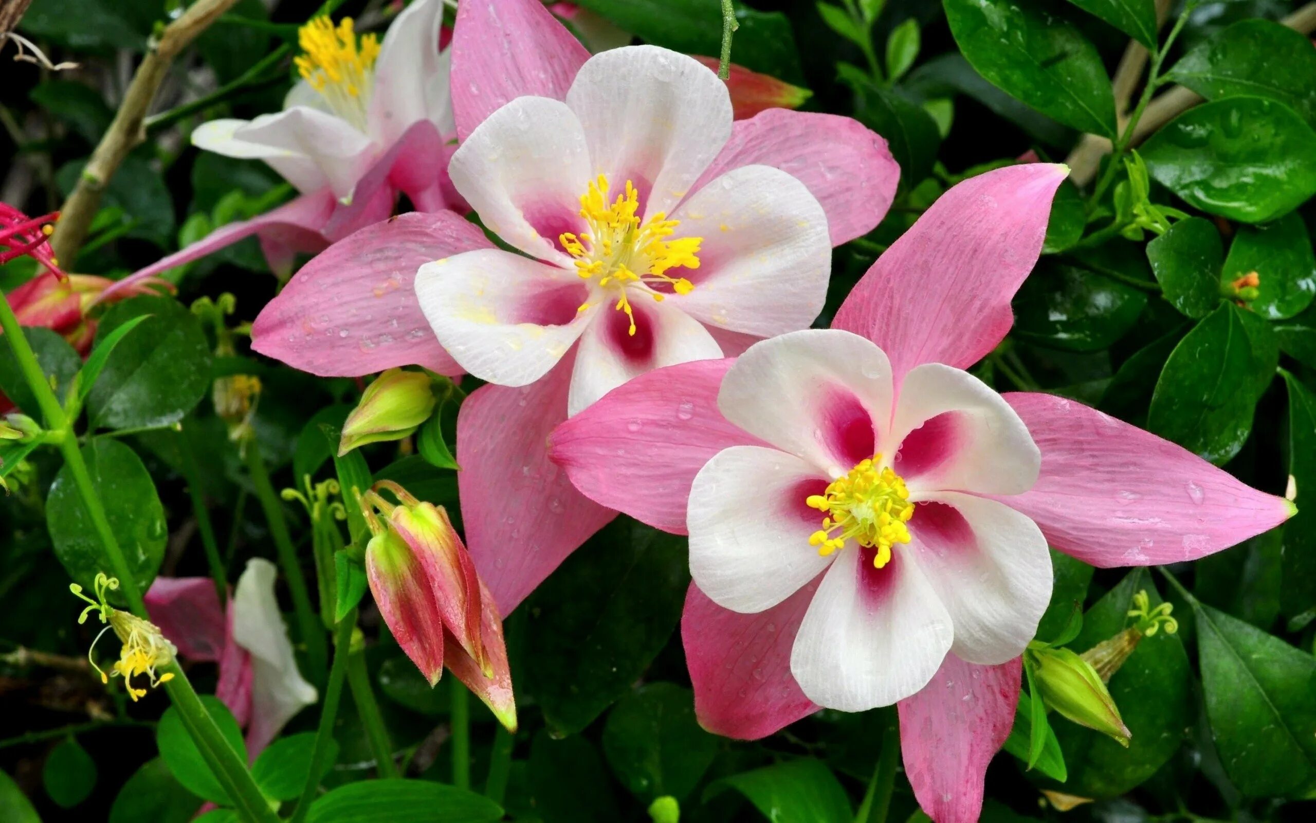 Фото красивых цветов для сада и названия. Аквилегия гибридная розовая звезда. Аквилегия золотистоцветковая. Аквилегия водосбор. Аквилегия Сонгбира (смесь).