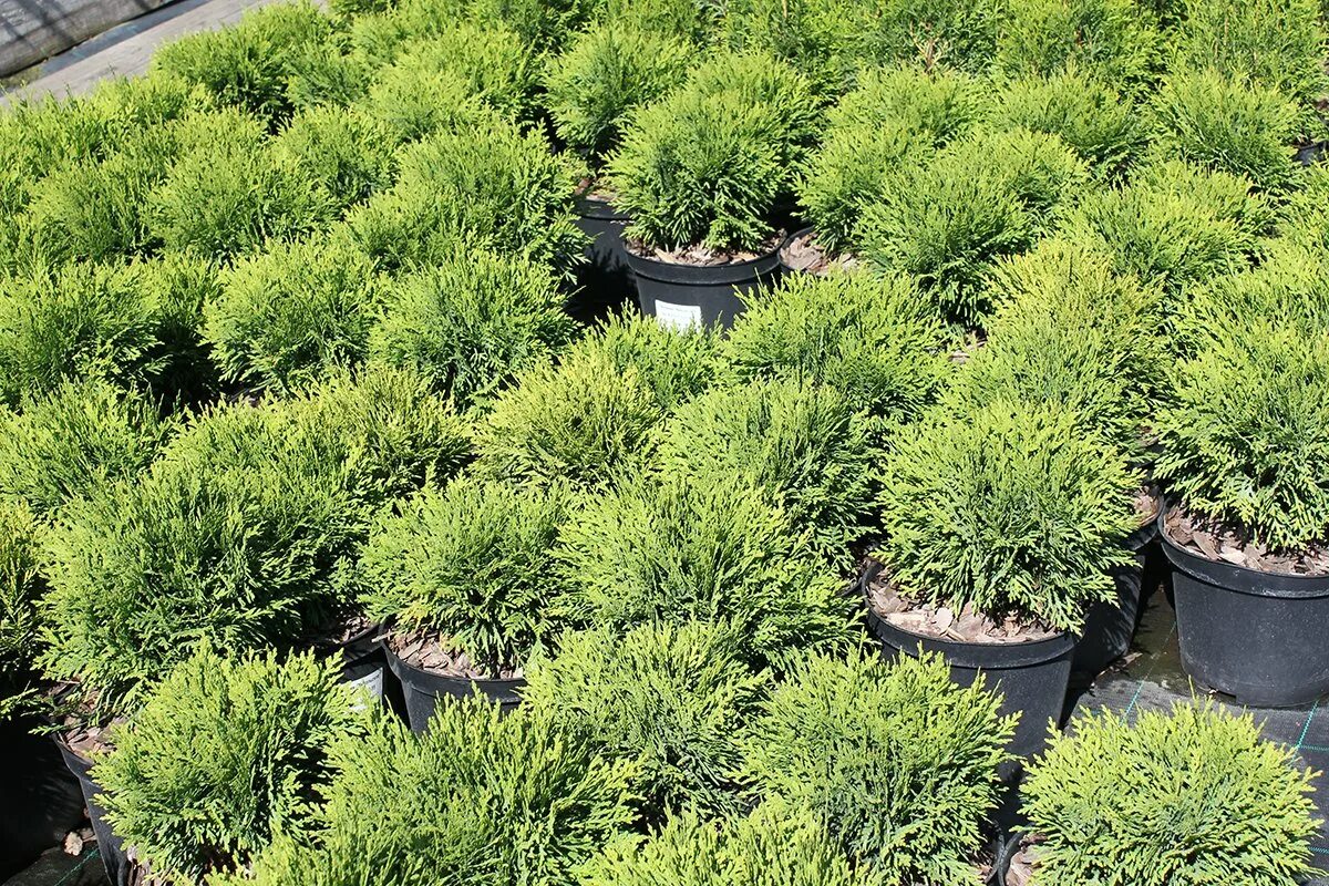 Питомник никольское белгородская область. Питомник никольское белгородская область. Питомник никольское белгородская область. Никольский питомник белгород. Грязинский питомник хвойных растений.