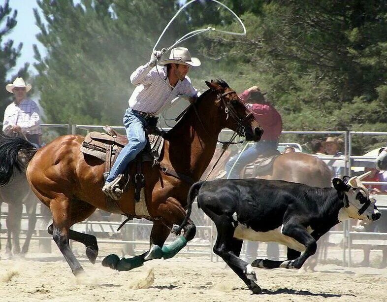 Веревка которой гоняют лошадь. Ловить лошадь. Техасский ковбой. Поимка лошадей. Ковбой на корове.