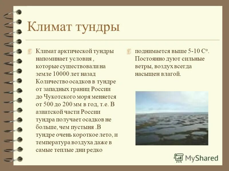 Условия тундры кратко