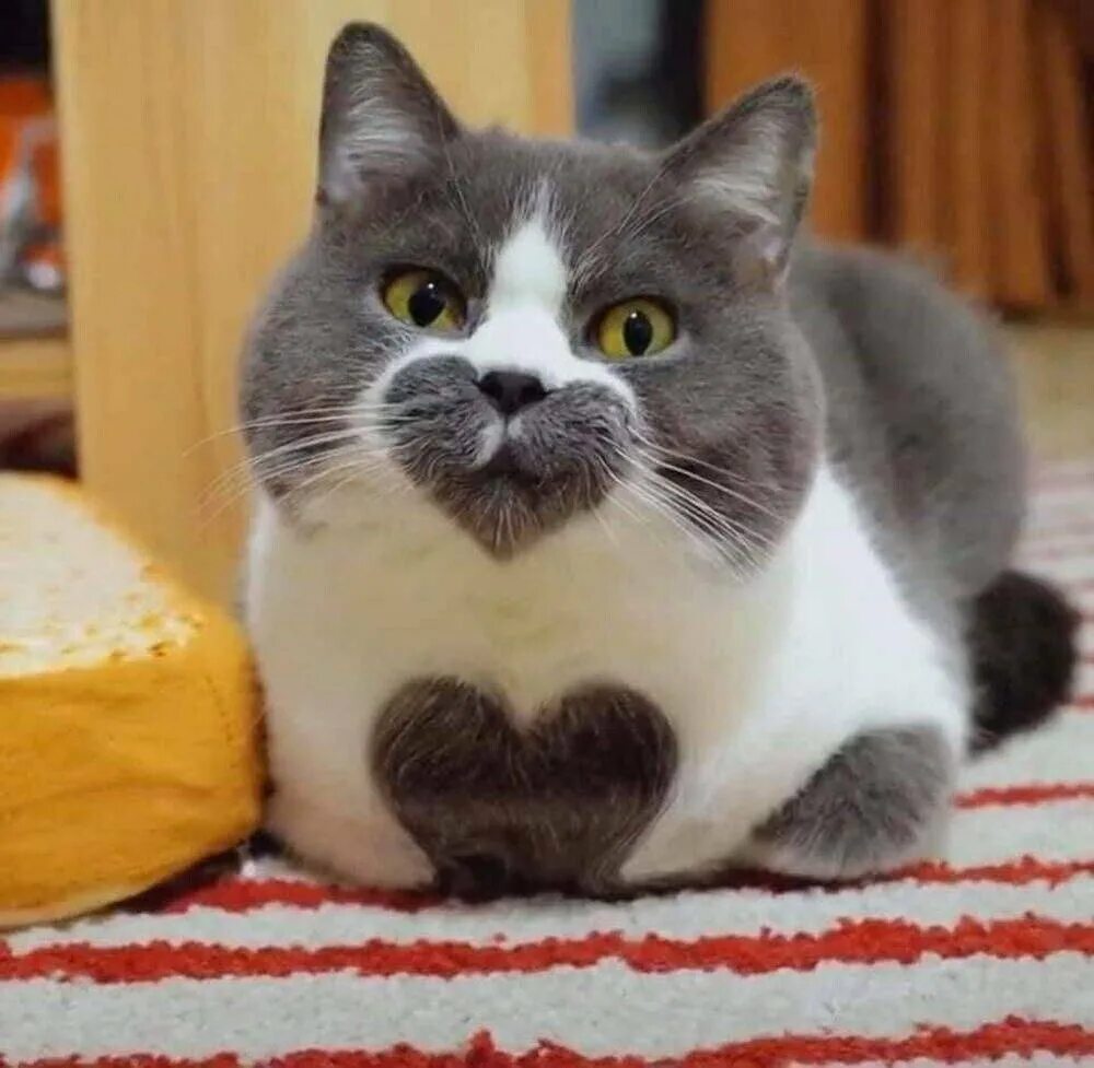 Сердечные коты