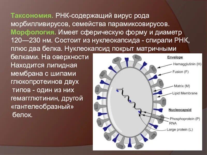 Рнк содержащий. Рнк-вирус рода морбилливирусов семейства парамиксовирусов. вирус кори таксономия. морфология парамиксовирусов. нуклеокапсид вируса кори.