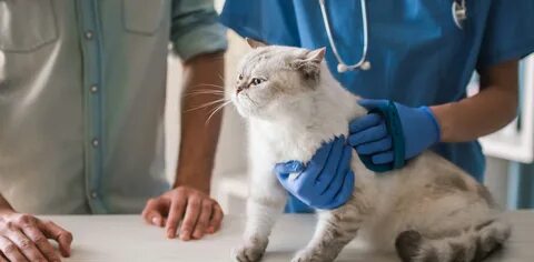 Хороший ветеринар для кошек отзывы
