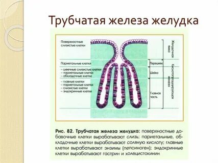 Эндокринные железы желудка