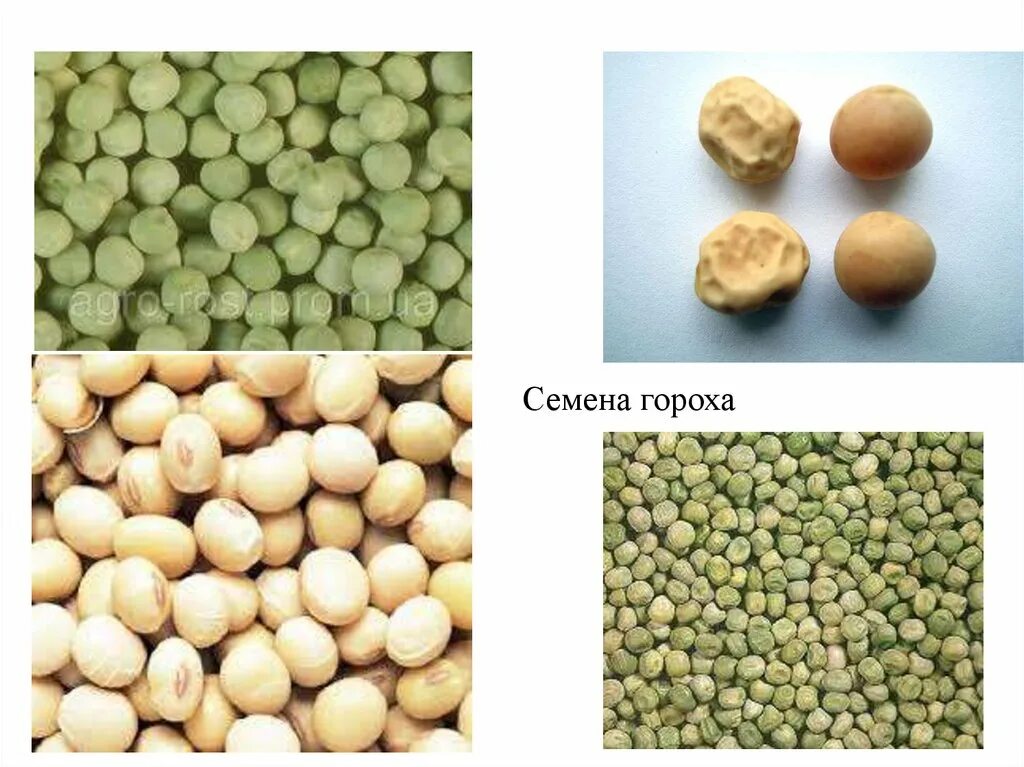 Семена гороха семена гороха. Горох Жегалова семена. Набухшие семена гороха. Семена гороха сплюснутая. Набухший горох