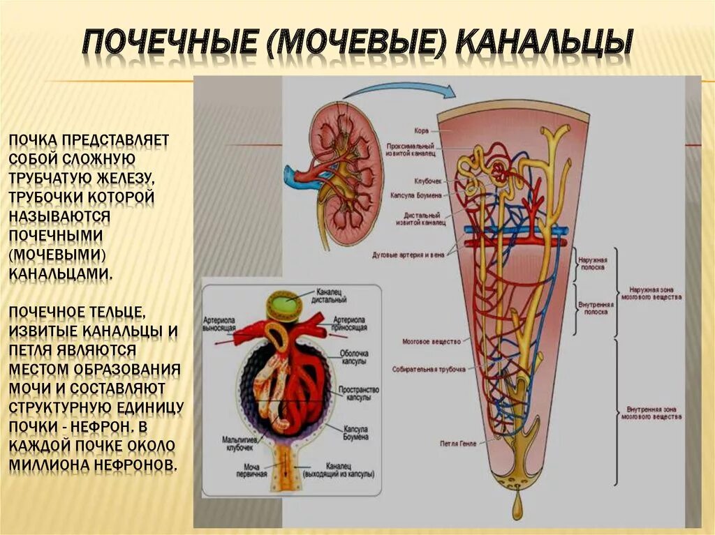 Почечные канальцы. Строение тела почки. Канальцы почек. Функции канальцев почек.