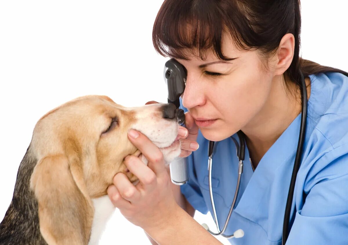 Ветеринар исследование глаз у собак. Заболевания органов дыхания у собак.