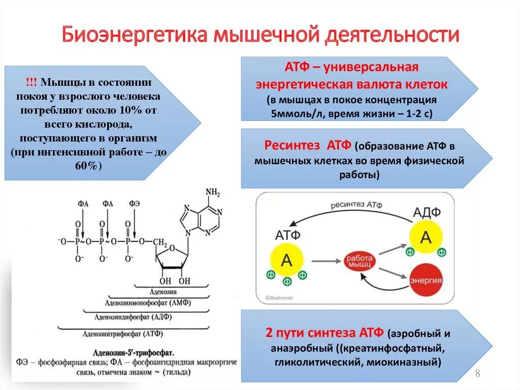 Снижение атф. Энергетическое обеспечение мышечной деятельности схема. Схема энергетического обеспечения мышечного сокращения. Энергетика мышечного сокращения схема. Биоэнергетические процессы при мышечной деятельности.