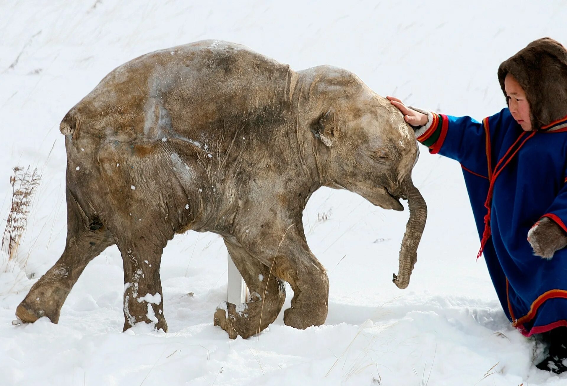 Шерстистый мамонт (Woolly Mammoth). Мамонтенок Люба Салехард. Мамонтенок салехард