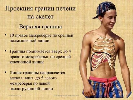 Самая высокая точка верхней границы печени