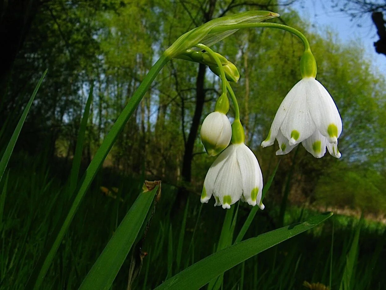 Белоцветник (leucojum) aestivum. Aestivum белоцветник. Белоцветик. Первоцвет белоцветник. Белоцветник весенний.