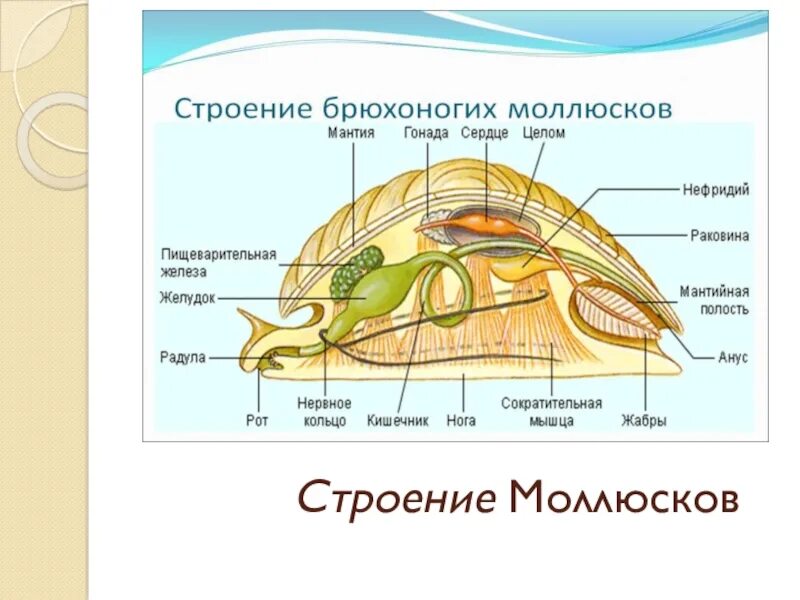 Язык моллюсков. Класс двустворчатые внутреннее строение. Тип двустворчатые моллюски строение. Внутреннее строение двустворчатых моллюсков. Внутреннее строение моллюска.