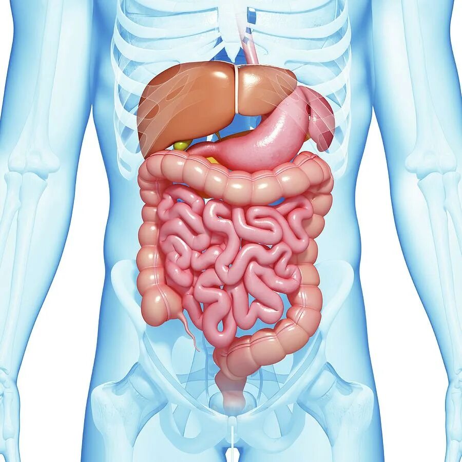 Анатомия брюшной полости человека 3d. Кишечник мужчины анатомия брюшной полости. Расположение кишечника в организме. Живот анатомия кишечника. Органы брюшной полости лечение