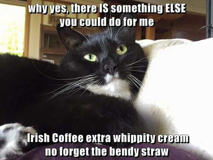 There is a cat. There is more than one way to skin a cat. Кошка сидит на окне. Cat is love cat is life. To have kittens.