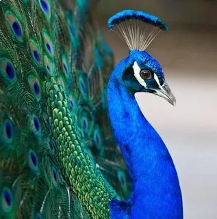 Peacock