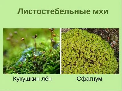 Мхи названия 3 класс окружающий
