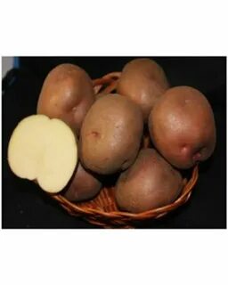 Коренево картофель семенной