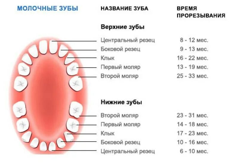 Смена молочных. Молочные зубы схема прорезывания и выпадения. порядок выпадения молочных зубов схема. поочередность прорезывания зубов у детей схема. верхние боковые резцы сроки прорезывания.