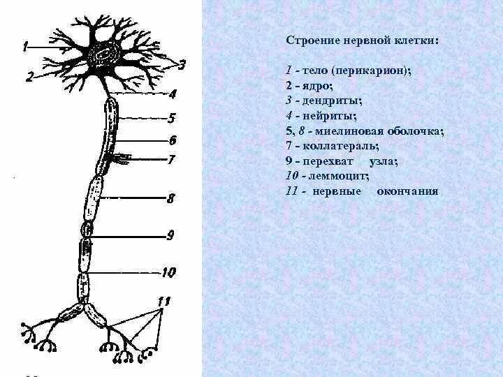 Строение нейрона коллатерали. Строение нервной клетки. Схема строения нервной клетки. Строение нервного узла.