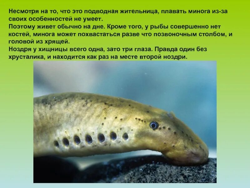 Сообщение о личинках миног. Круглоротые миноги ордовик. минога ареал обитания.