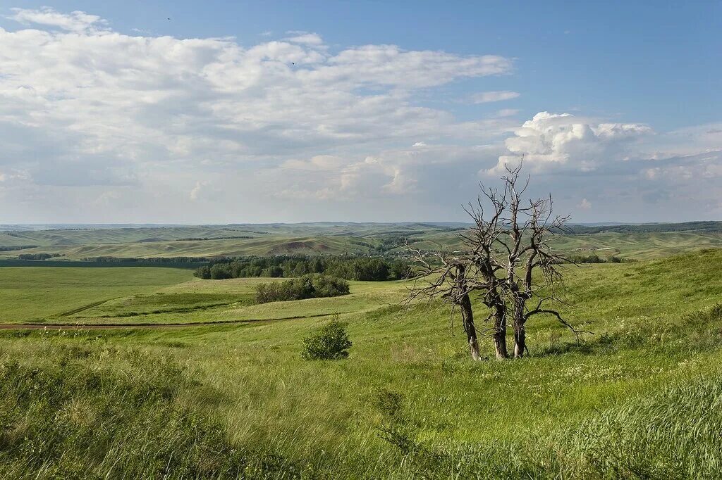 Лесостепи в Восточно-европейской. Днепро Донская лесостепь. Кария в лесостепи. Лесостепь Геншин.