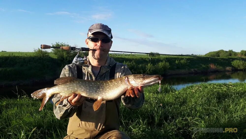 Щука в водоеме. Платные пруды с щукой. Рыбалка на щуку летом. Щука на платных водоемах. Прогноз щуки