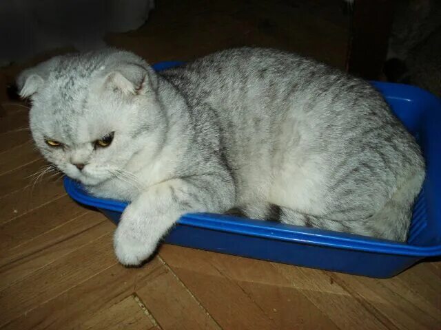 отдаю вислоухих котят. вислоухие котята мальчики. как выглядит кот полу шотландец. вислоухие котята светлые. британские вислоухие котята.