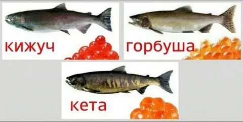Кижуч семейство каких рыб