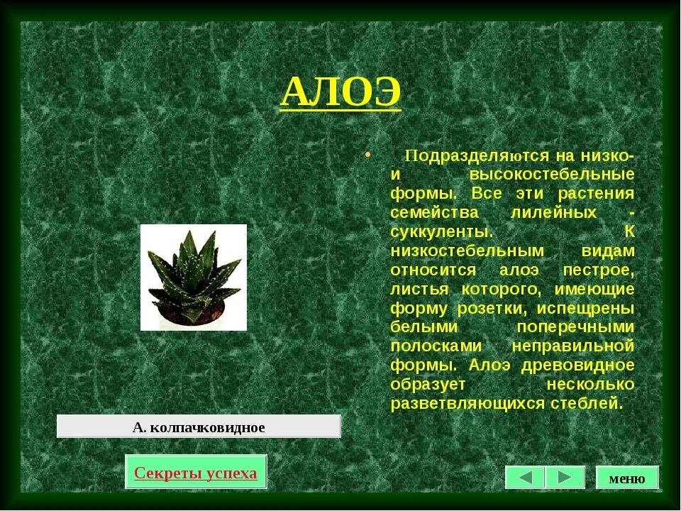 Род алоэ в русском. Алоэ доклад. Лечебное растение алоэ. Алоэ описание растения. Сообщение о алоэ.